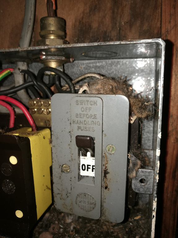 Mouse damage to wiring